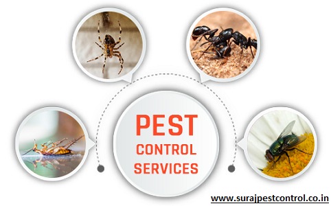Suraj pest control pvt ltd Suraj pest control pvt ltd